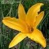 Thumbnail #4 of Hemerocallis flava by DaylilySLP