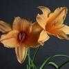 Thumbnail #4 of Hemerocallis  by Snow_in_Summer