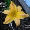 Thumbnail #3 of Hemerocallis  by yogaman