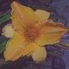 Thumbnail #2 of Hemerocallis  by carolann