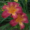 Thumbnail #2 of Hemerocallis  by DaylilySLP