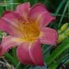 Thumbnail #3 of Hemerocallis  by DaylilySLP