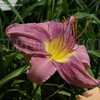 Thumbnail #2 of Hemerocallis  by DaylilySLP