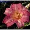 Thumbnail #4 of Hemerocallis  by bob47