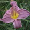 Thumbnail #4 of Hemerocallis  by DaylilySLP