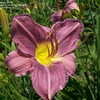 Thumbnail #3 of Hemerocallis  by Mainer