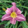 Thumbnail #5 of Hemerocallis  by MollyJane