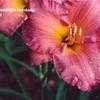 Thumbnail #4 of Hemerocallis  by hemlady