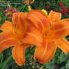 Thumbnail #2 of Hemerocallis  by MollyJane