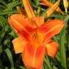 Thumbnail #5 of Hemerocallis  by Tree_Climber