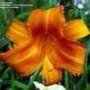 Thumbnail #4 of Hemerocallis  by carolann