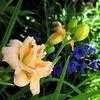 Thumbnail #2 of Hemerocallis  by spaniel