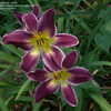 Thumbnail #5 of Hemerocallis  by DaylilySLP