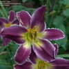 Thumbnail #4 of Hemerocallis  by DaylilySLP