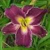 Thumbnail #2 of Hemerocallis  by carolann