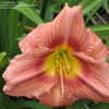 Thumbnail #4 of Hemerocallis  by DayBloomer