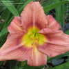 Thumbnail #2 of Hemerocallis  by DayBloomer