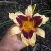 Thumbnail #2 of Hemerocallis  by themikesmom