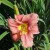 Thumbnail #5 of Hemerocallis  by carolann