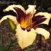 Thumbnail #3 of Hemerocallis  by DebinSC