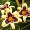 Thumbnail #4 of Hemerocallis  by daylily970