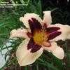 Thumbnail #5 of Hemerocallis  by linthicum