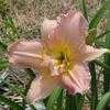 Thumbnail #2 of Hemerocallis  by carolann