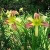 Thumbnail #2 of Hemerocallis  by violabird