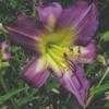 Thumbnail #3 of Hemerocallis  by carolann