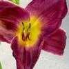 Thumbnail #3 of Hemerocallis  by msanjelpie