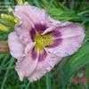 Thumbnail #3 of Hemerocallis  by carolann