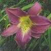 Thumbnail #3 of Hemerocallis  by carolann