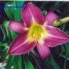 Thumbnail #1 of Hemerocallis  by hemlady