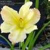 Thumbnail #3 of Hemerocallis  by msanjelpie