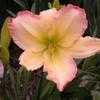 Thumbnail #1 of Hemerocallis  by Texas_Doodlebug