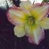 Thumbnail #4 of Hemerocallis  by hemlady