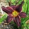 Thumbnail #2 of Hemerocallis  by carolann