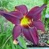 Thumbnail #1 of Hemerocallis  by jody