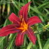 Thumbnail #2 of Hemerocallis  by DaylilySLP