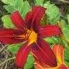 Thumbnail #4 of Hemerocallis  by sadie_mae