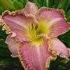 Thumbnail #5 of Hemerocallis  by Mr_Crocosmia