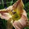 Thumbnail #4 of Hemerocallis  by frstbrn24