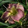 Thumbnail #3 of Hemerocallis  by DaylilySLP