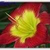 Thumbnail #2 of Hemerocallis  by bob47