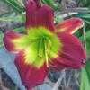 Thumbnail #1 of Hemerocallis  by carolann