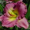 Thumbnail #2 of Hemerocallis  by DaylilySLP