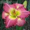 Thumbnail #4 of Hemerocallis  by Sherlock221