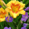 Thumbnail #2 of Hemerocallis  by Aphthona