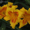 Thumbnail #4 of Hemerocallis  by Fizgig777