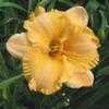 Thumbnail #3 of Hemerocallis  by Calif_Sue